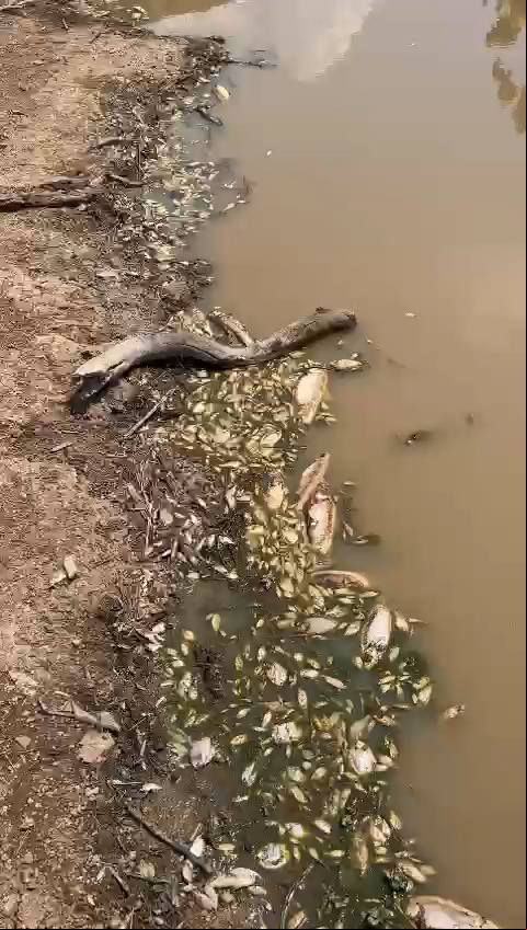 Pesca com cipó causa mortandade de peixes - veja vídeo