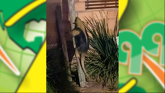 Tamanduá Mirim avistado na cidade - veja vídeo