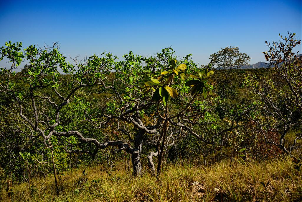 MT registra queda de 18% na taxa de desmatamento no Cerrado