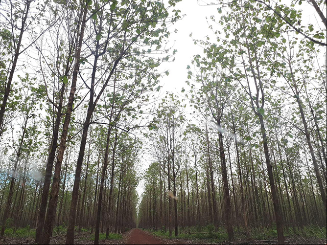 Produtor com floresta plantada para fim comercial precisa se cadastrar no Indea