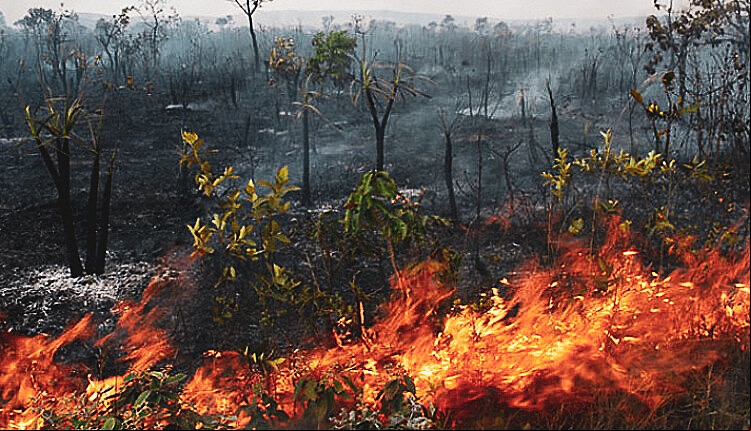 Usar fogo para queima de folhas é proibido o ano todo no perímetro urbano