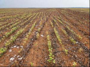Estudo da Embrapa indica que produção de grãos no Cerrado sofrerá impacto climático