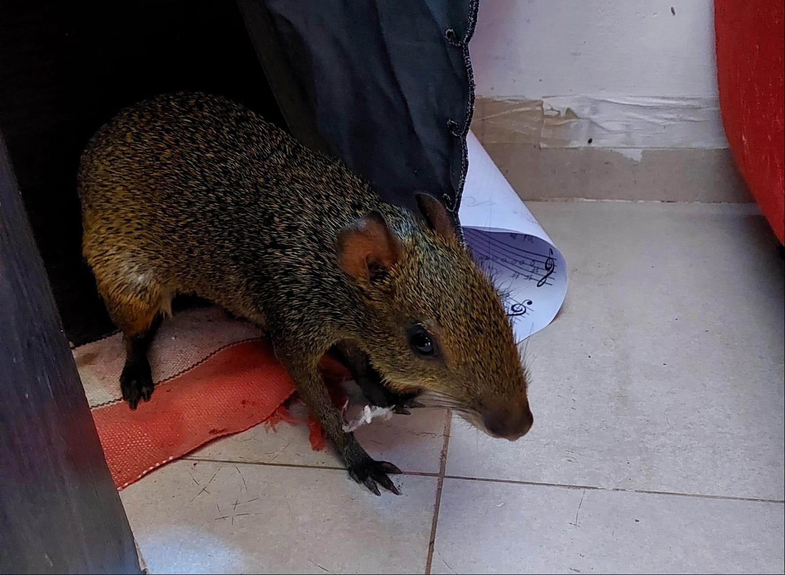 Cutia aterrorizada por cães busca refúgio e é resgatada