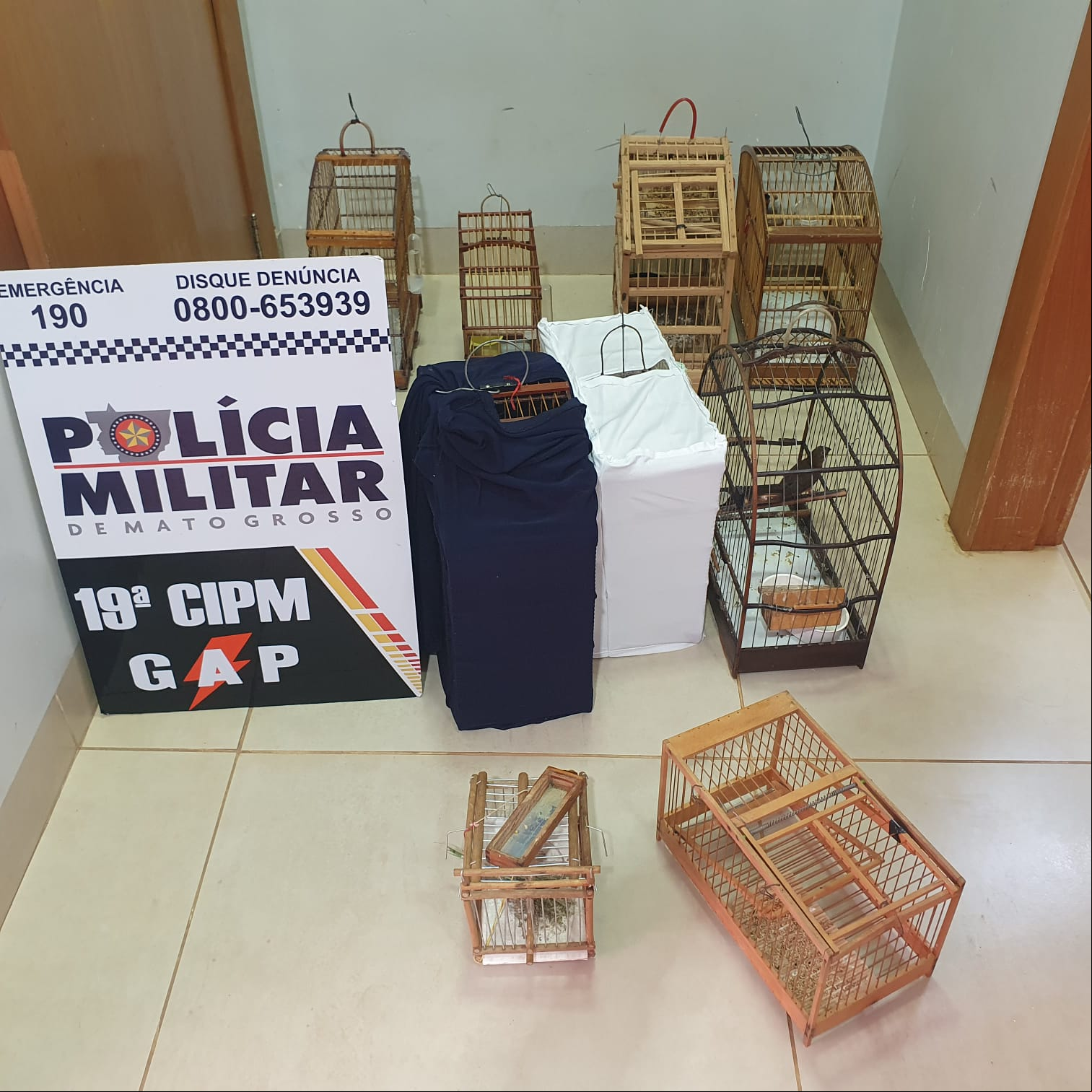 Crime ambiental em Querência: Dois homens detidos com animais silvestres e material de captura; Veja vídeo